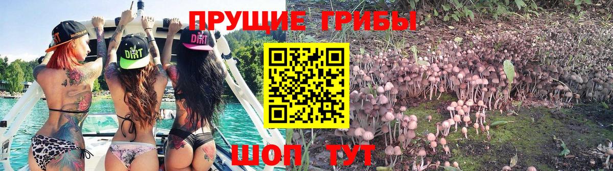 Галлюциногенные грибы GOLDEN TEACHER Новоалександровск